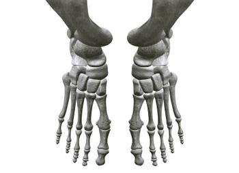 Bones in our feet